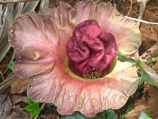 Amorphophallus paeoniifolius - Elephant Foot Yam